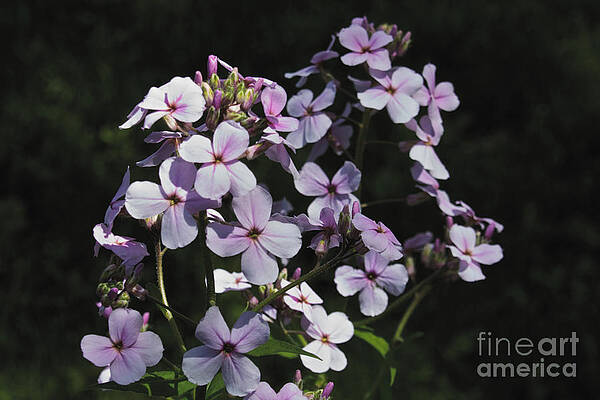 Spring Wall Art featuring the photograph Flowering Vine by William Norton