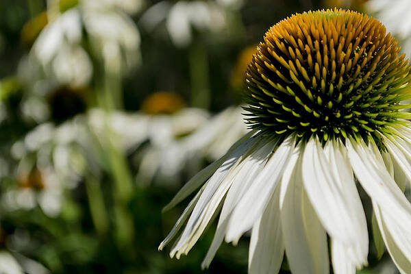Photograph - Flowers - Echinacea White Swan by Scott Lyons
