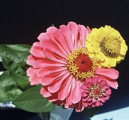 Contrast Wall Art featuring the photograph Flowers by Horst P. Horst