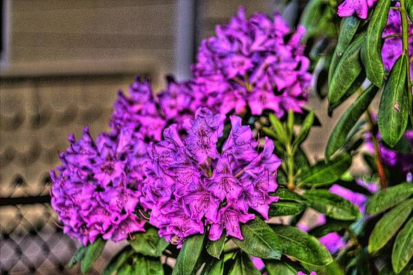 Flower Wall Art featuring the photograph Flowers In HDR by Jonny D