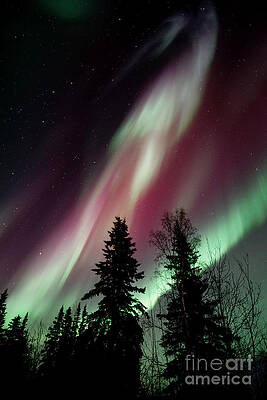 Northern Lights over Yukon Trees Wall Art