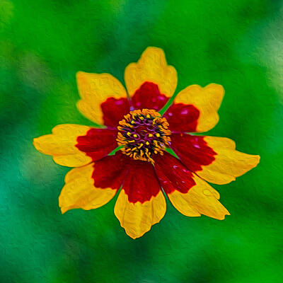 Summer Painting - Flying Colors by Omaste Witkowski