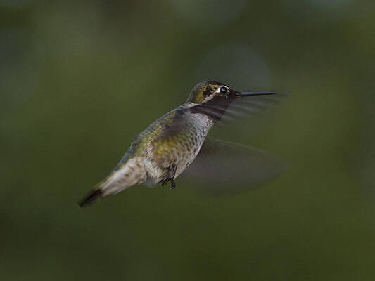 Nature Photograph - Flying Humming Bird by Jean Noren