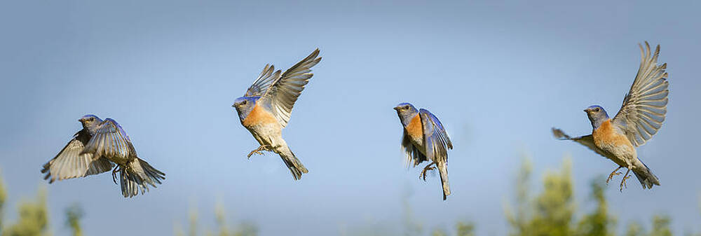 Four Bluebirds in Flight Wall Art