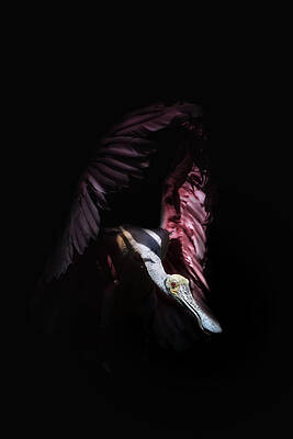 Wall Art featuring the photograph Flying Low by Ghostwinds Photography