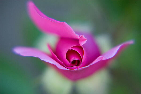 Wall Art featuring the photograph Flying Rose by Lisa Chorny