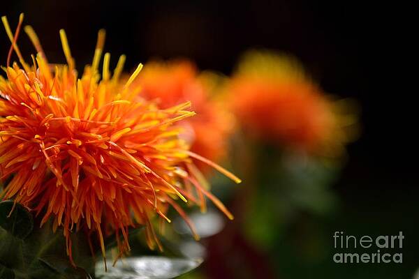 Photograph - Focused Safflower by Scott Lyons