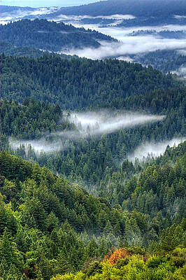 Wall Art featuring the photograph Fog In The Santa Cruz Mountains by Lisa Chorny