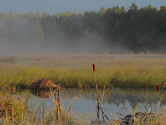 Wild Photograph - Fog Over Wild Rice by Dale Kauzlaric
