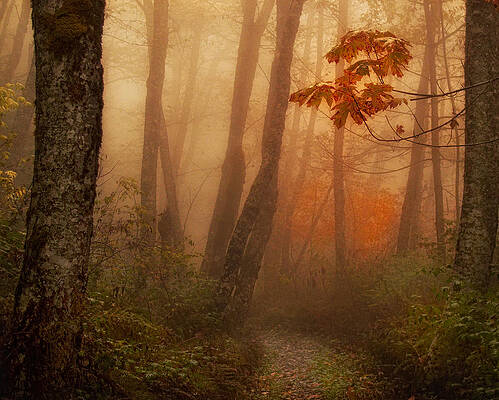 Misty Forest in Autumn Photograph