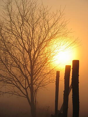 Wall Art featuring the photograph Foggy Pillars by Dale Kauzlaric