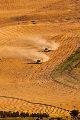 Harvesters Working in a Golden Field Photograph