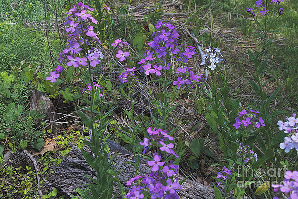 Spring Wall Art featuring the photograph Forest Flowers by William Norton