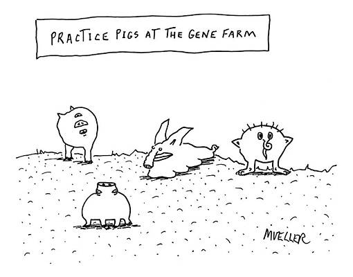 Pig Drawing - Four Strange-looking by Peter Mueller