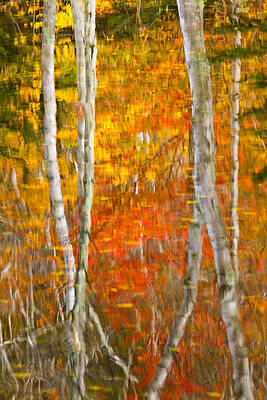 Wall Art featuring the photograph Framed Fire Birches And Foliage Reflection by Jeff Sinon