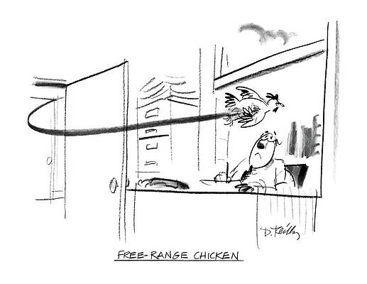 Chicken Wall Art featuring the drawing Free-range Chicken by Donald Reilly