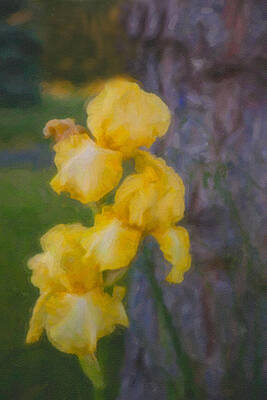 Summer Painting - Friendly Yellow Irises by Omaste Witkowski