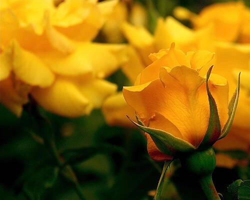 Beautiful Photograph - Friendship Roses by Rona Black