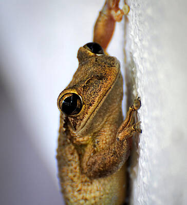 David Photograph - Frog by David Hart