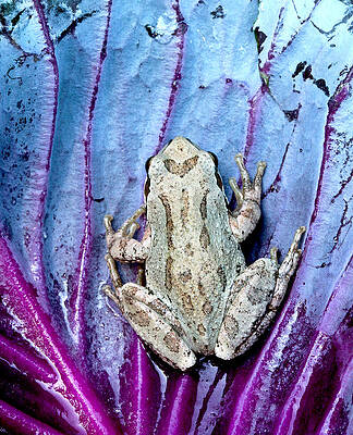 Nature Photograph - Frog On Cabbage by Jean Noren