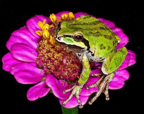 Nature Photograph - Frog  On Flower by Jean Noren