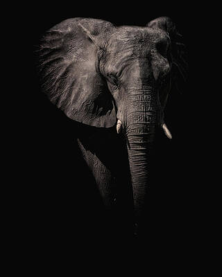 Wall Art featuring the photograph From The Darkness by Ghostwinds Photography