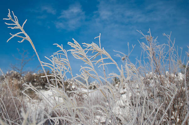 Sky Wall Art featuring the photograph Frost Covered Grasses Against The Sky by Cascade Colors