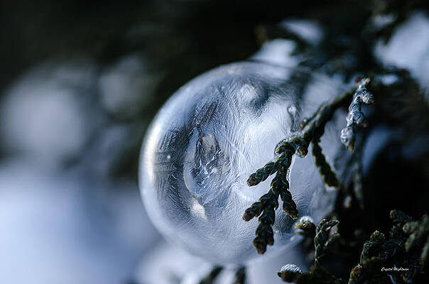 Wall Art featuring the photograph Frozen Bubble On A Pine Tree by Crystal Wightman