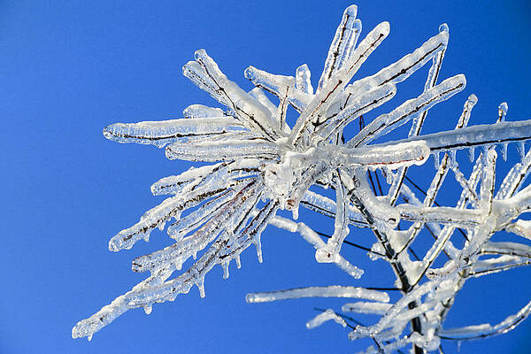 Winter Wall Art featuring the photograph Frozen by Kelley King