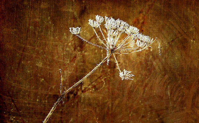 Nature Wall Art featuring the photograph Frozen Lace by Mary Jo Allen