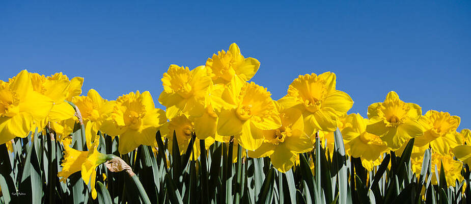 Color Photograph - Full Of Light by Crystal Wightman