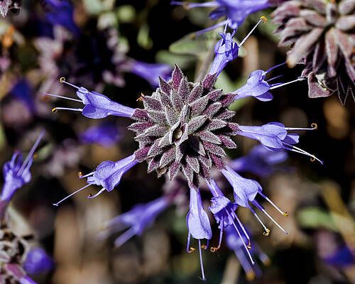 Close-up of Vibrant Purple Flower Photograph