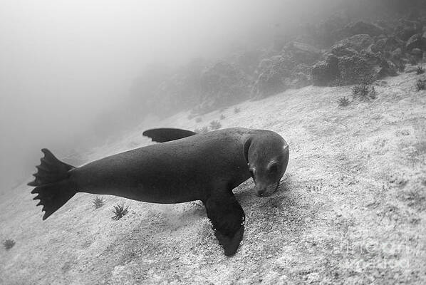 Animal Wall Art featuring the photograph Galapagos Sea Lion Underwater by Sami Sarkis Photography