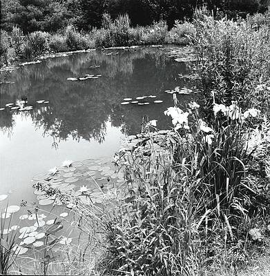 Massachusetts Photograph - Garden Pond by Ralph Bailey