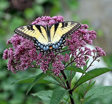 Wisconsin Photograph - Garden Surprise by Natural Focal Point Photography