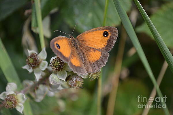 Wild Photograph - Gatekeeper Butteryfly by Scott Lyons