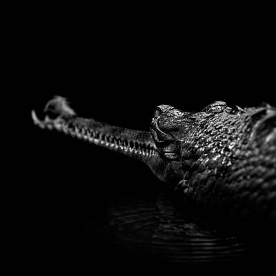 Crocodile in Shadow Wall Art