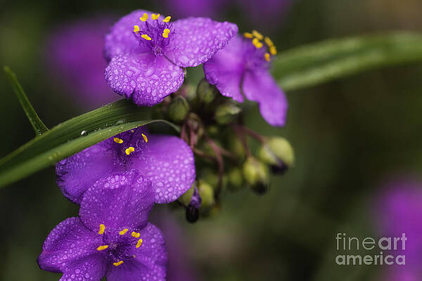Wall Art featuring the photograph Gentle Rain by Mary Lou Chmura