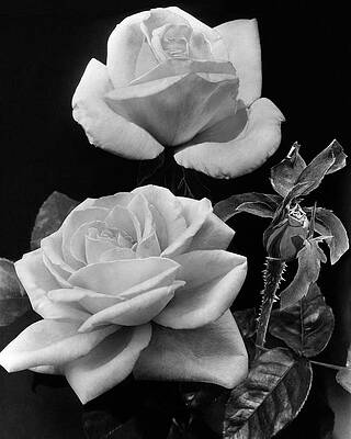 Black and White Rose Trio Wall Art