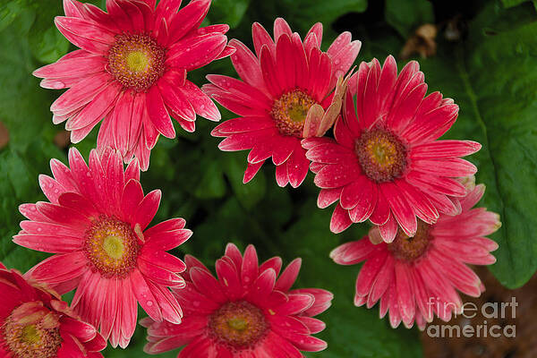 Spring Wall Art featuring the photograph Gerber Daisies Cluster by William Norton