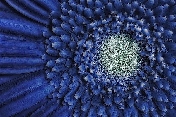 Summer Photograph - Gerbera Daisy by Susan Candelario