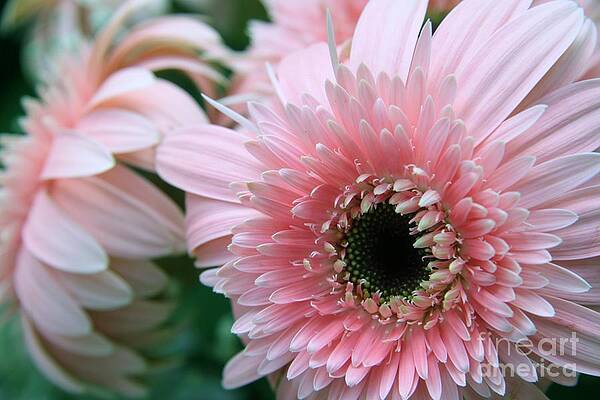 Wild Photograph - Gerbera Explosion by Mary Lou Chmura