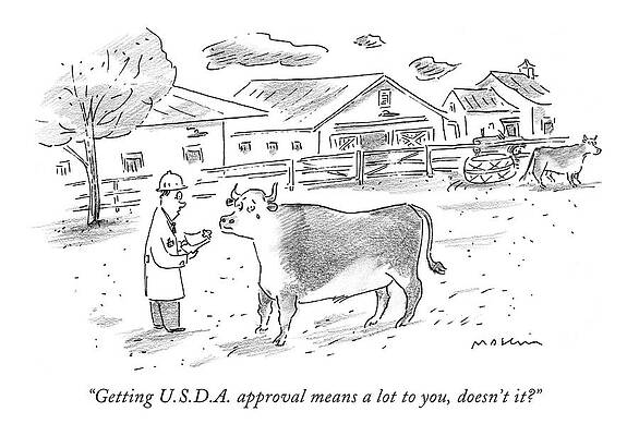 Cow Wall Art featuring the drawing Getting U.s.d.a. Approval Means A Lot by Michael Maslin