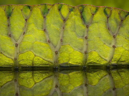 Water Wall Art featuring the photograph Giant Water Lily by Jean Noren
