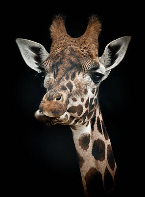 Photograph - Giraffe by Chris Boulton
