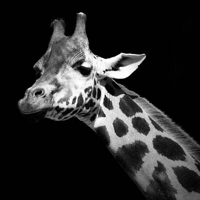 Black and White Giraffe Portrait Wall Art