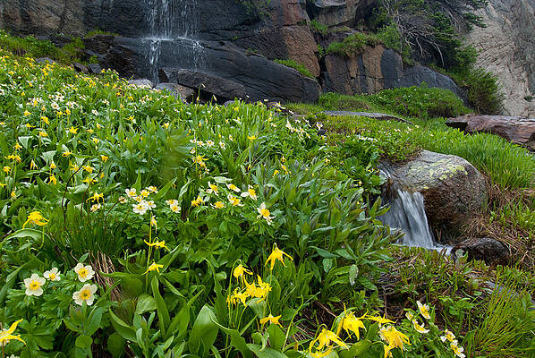 Colorado Photograph - Glacier Lilies And Globeflower Beside A Mountain Stream by Cascade Colors