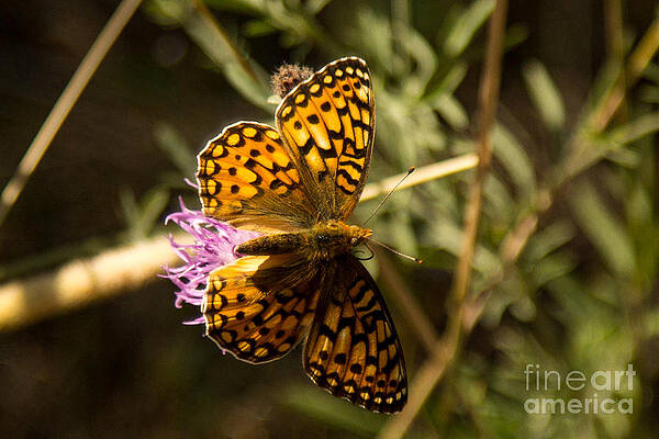 Glacier National Park Photograph - Glacier National Park Butterfly by Natural Focal Point Photography
