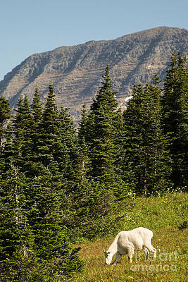 Glacier National Park Photograph - Glacier National Park Mountain Goat by Natural Focal Point Photography