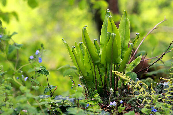 Nature Photograph - Glantine Ferns by Mark Callanan